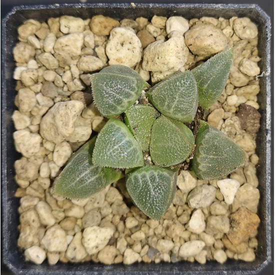 Haworthia Bayeri ‘jadea Gm261 Eastern Slopes Of The Paardeberg Nw